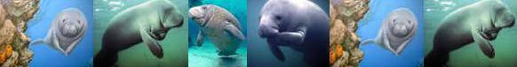 manatees2.jpg